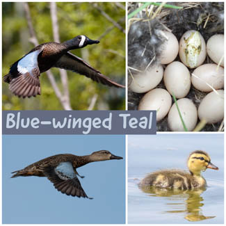 Blue-winged Teal